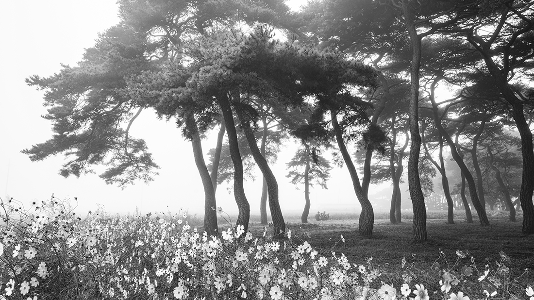 misty pine forest