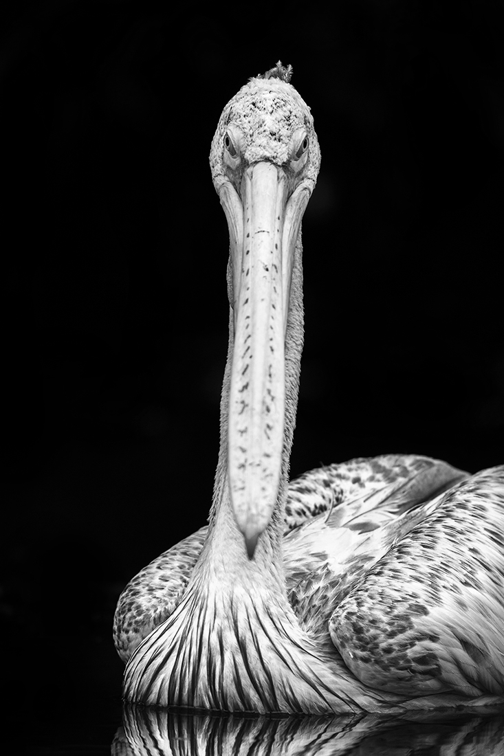 Pelican portrait