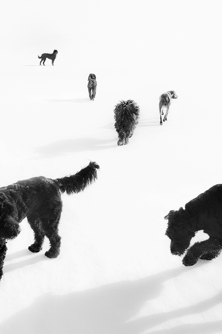 Dog Days of Winter
