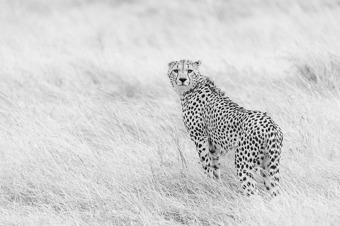 Cheetah