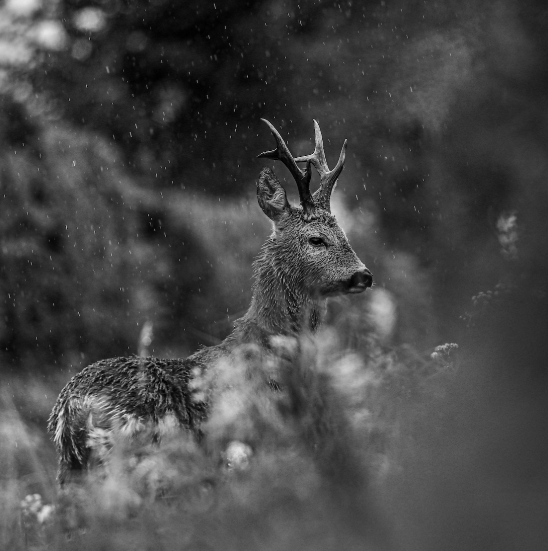The Mighty Buck