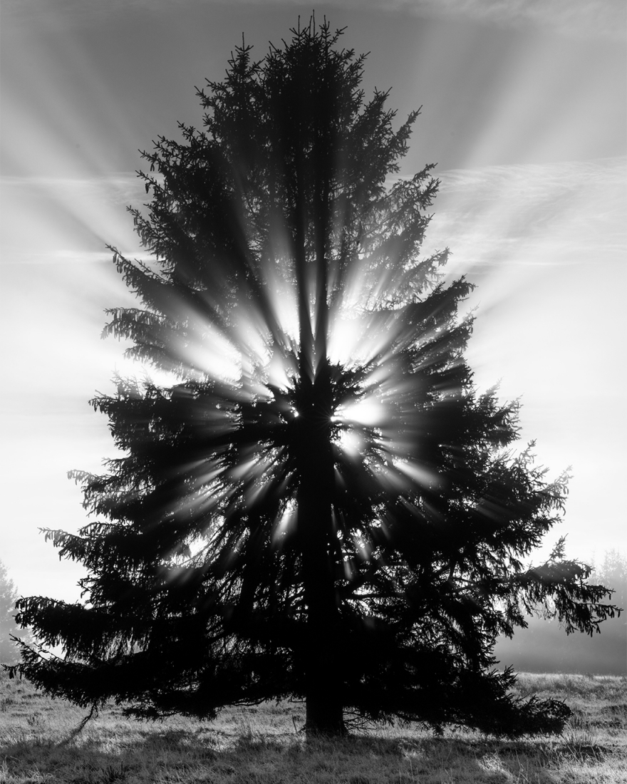 Tree's nature