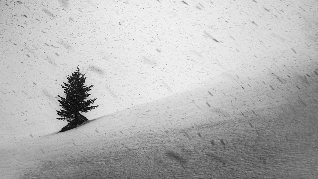 Tree's nature