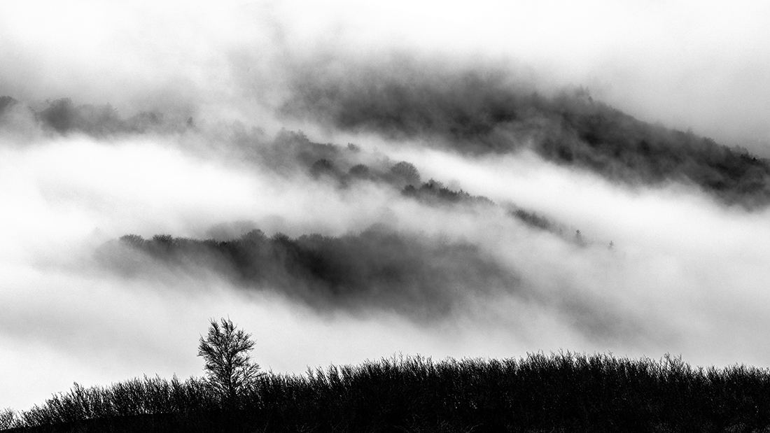 Tree's nature