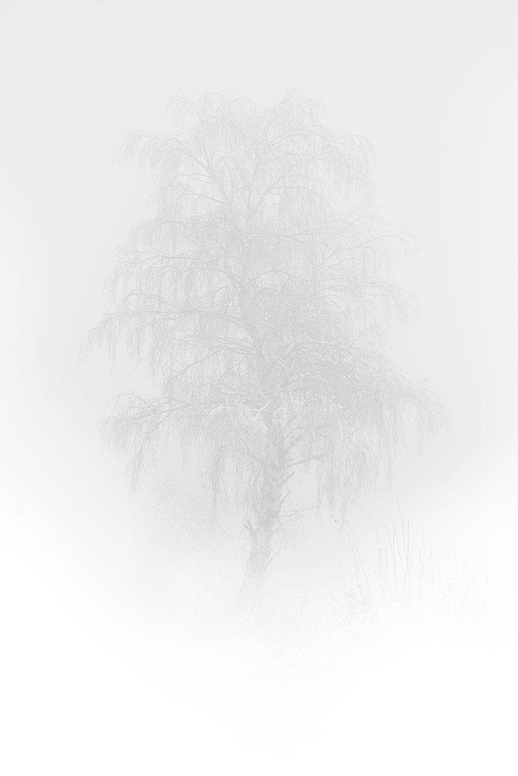 Tree's nature