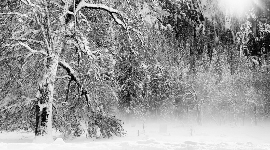 Winter Reverie