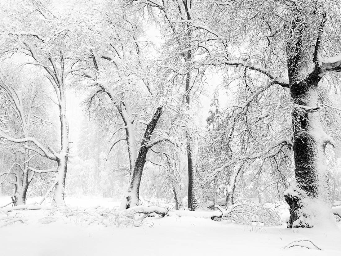 Winter Reverie