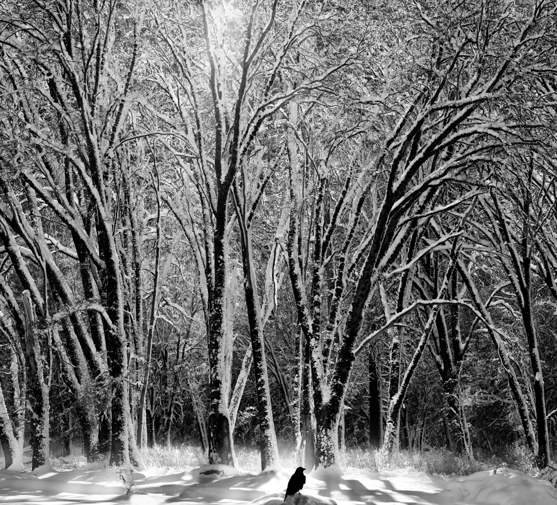 Winter Reverie