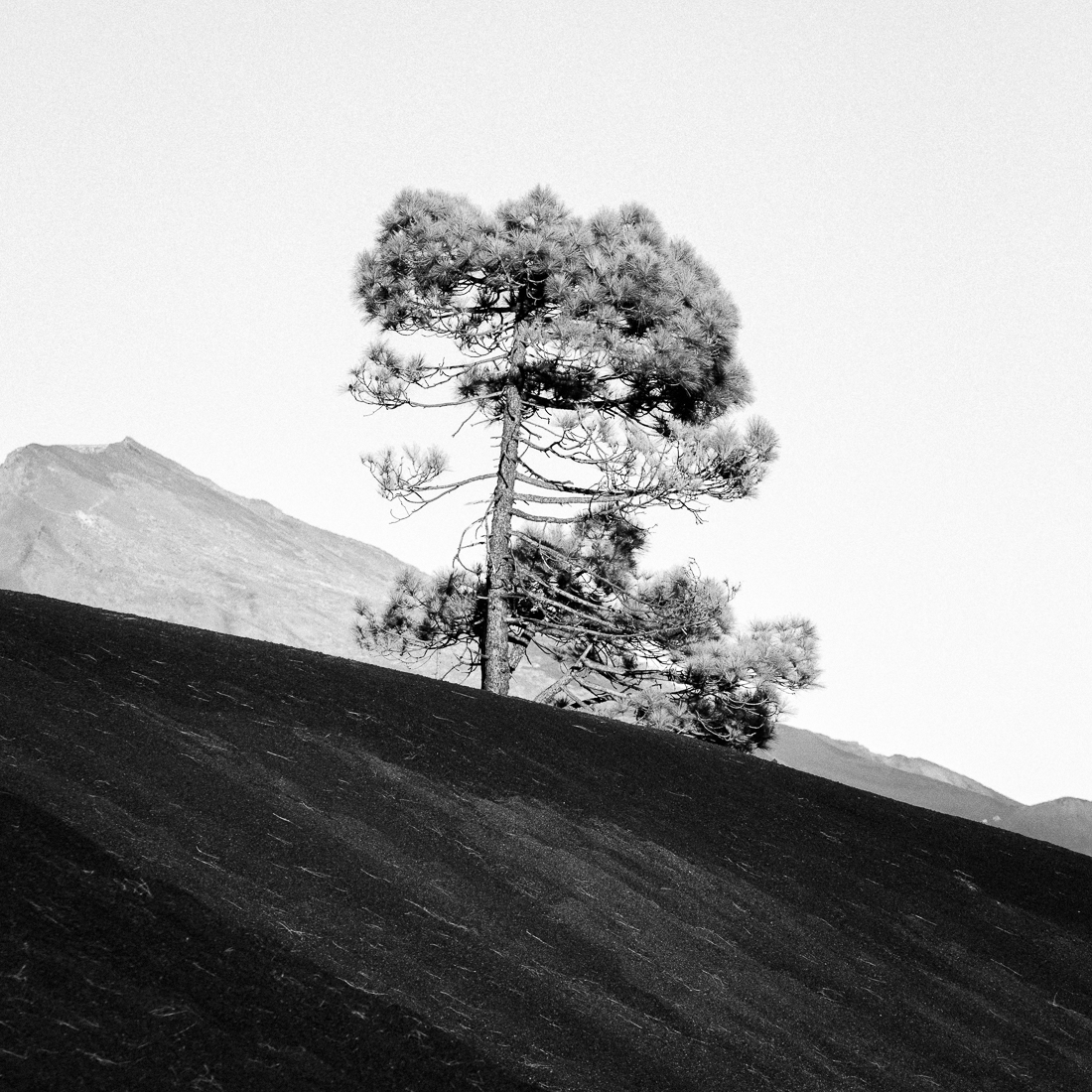 Ancients guardians.