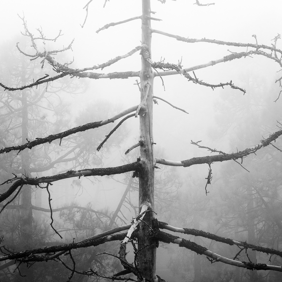 Ancients guardians.