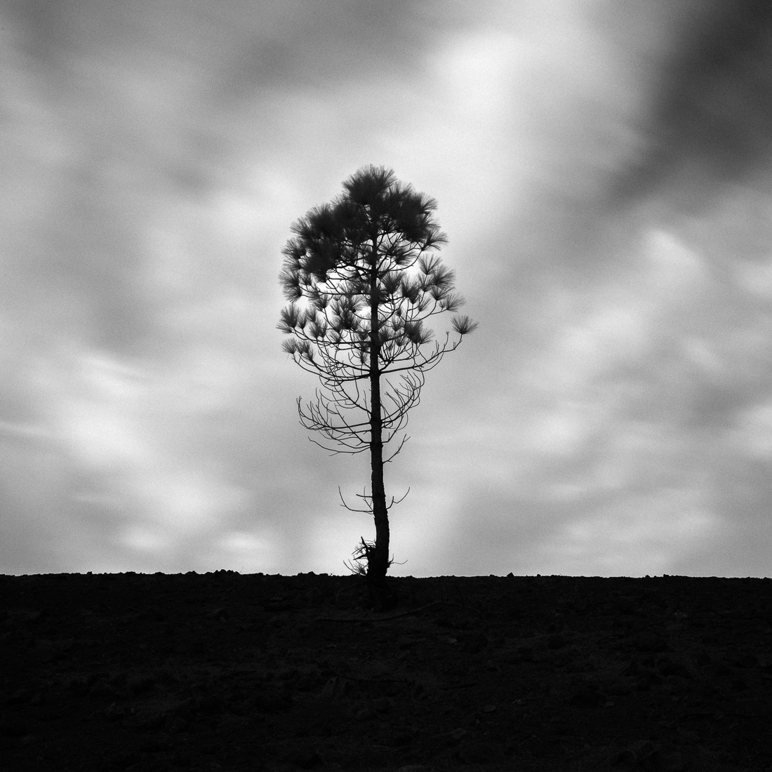 Ancients guardians.