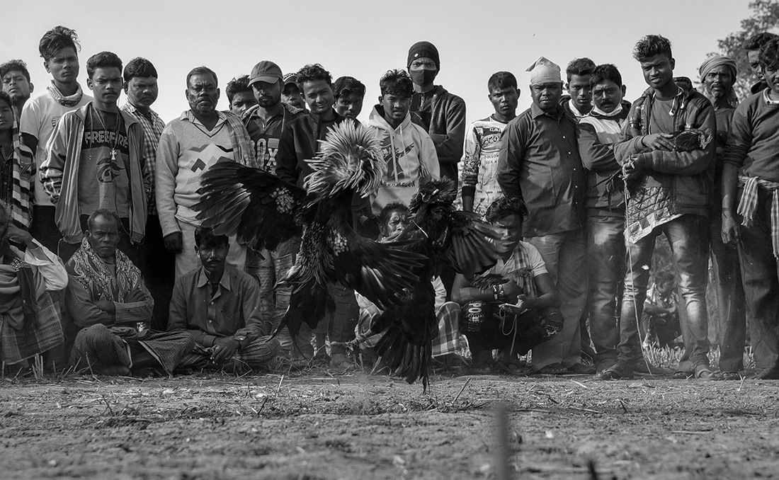 Cockfight