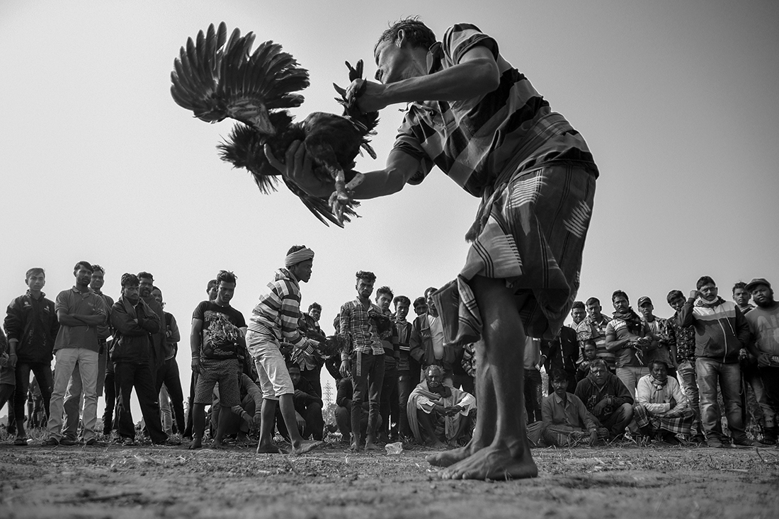 Cockfight