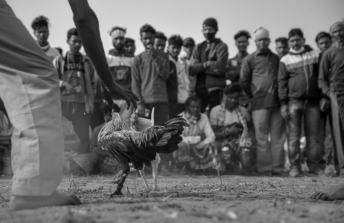 Cockfight