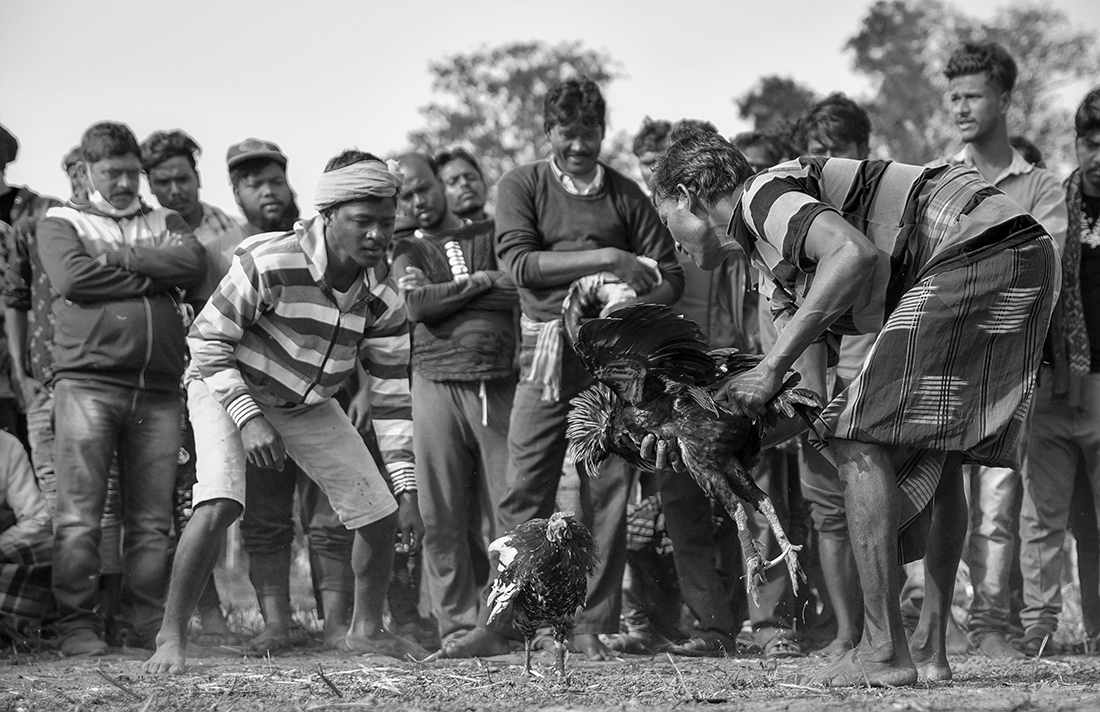 Cockfight