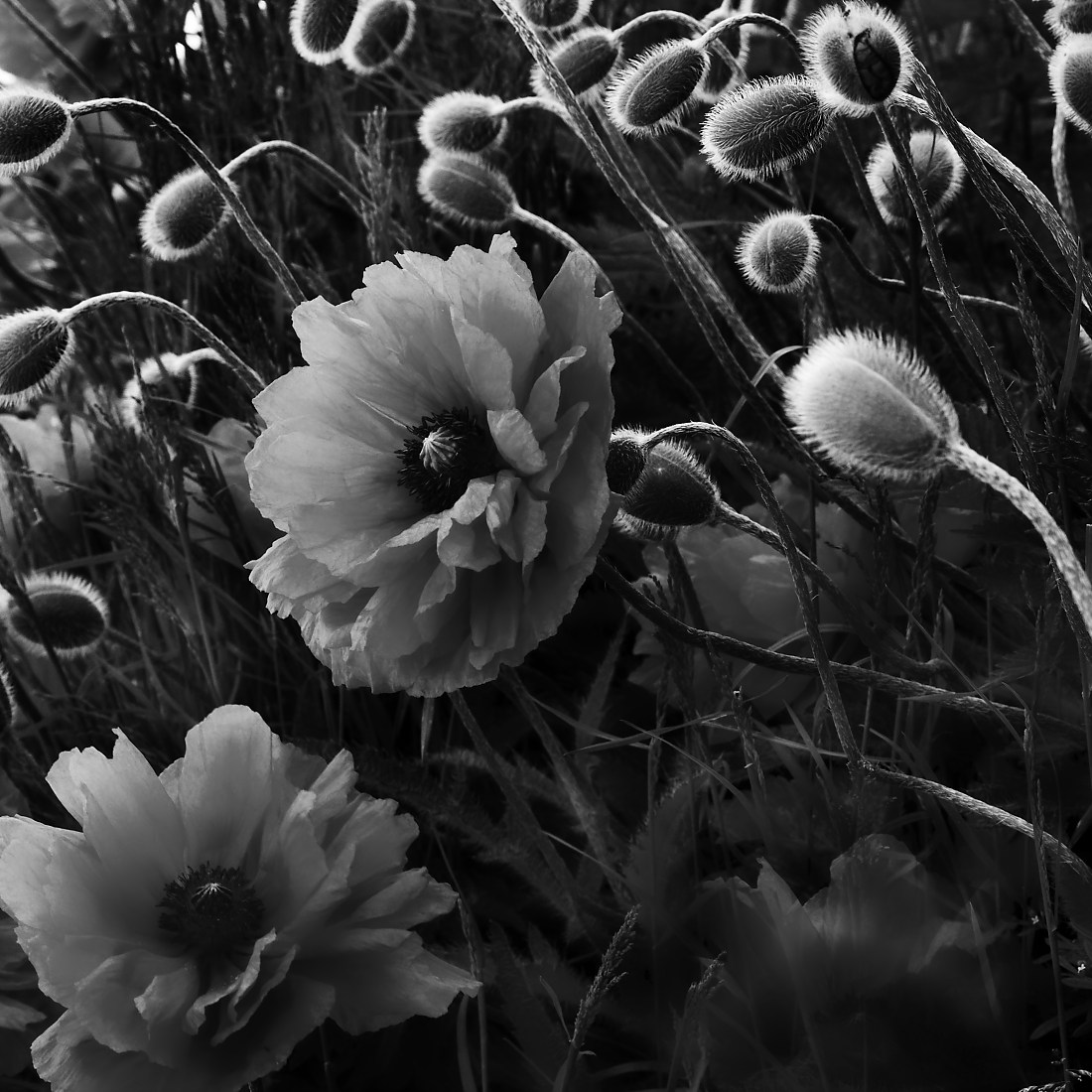 Poppy