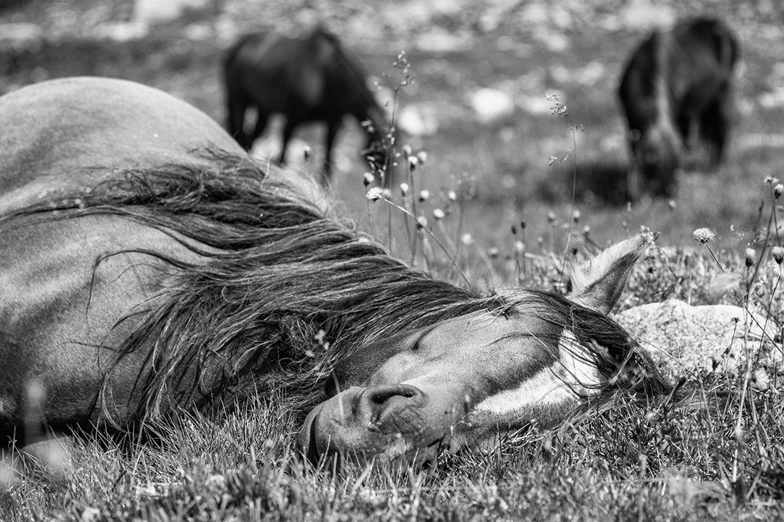 Mountain Horses
