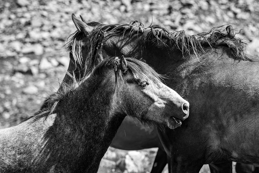 Mountain Horses
