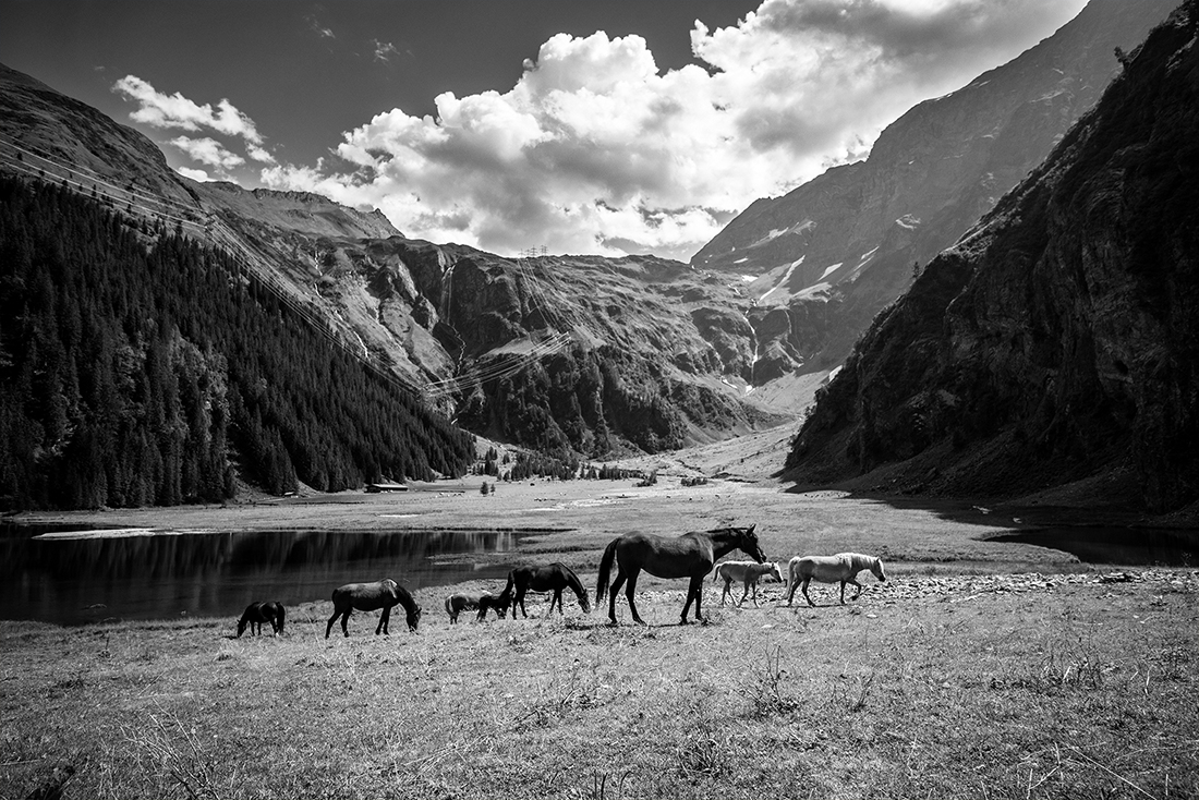 Mountain Horses