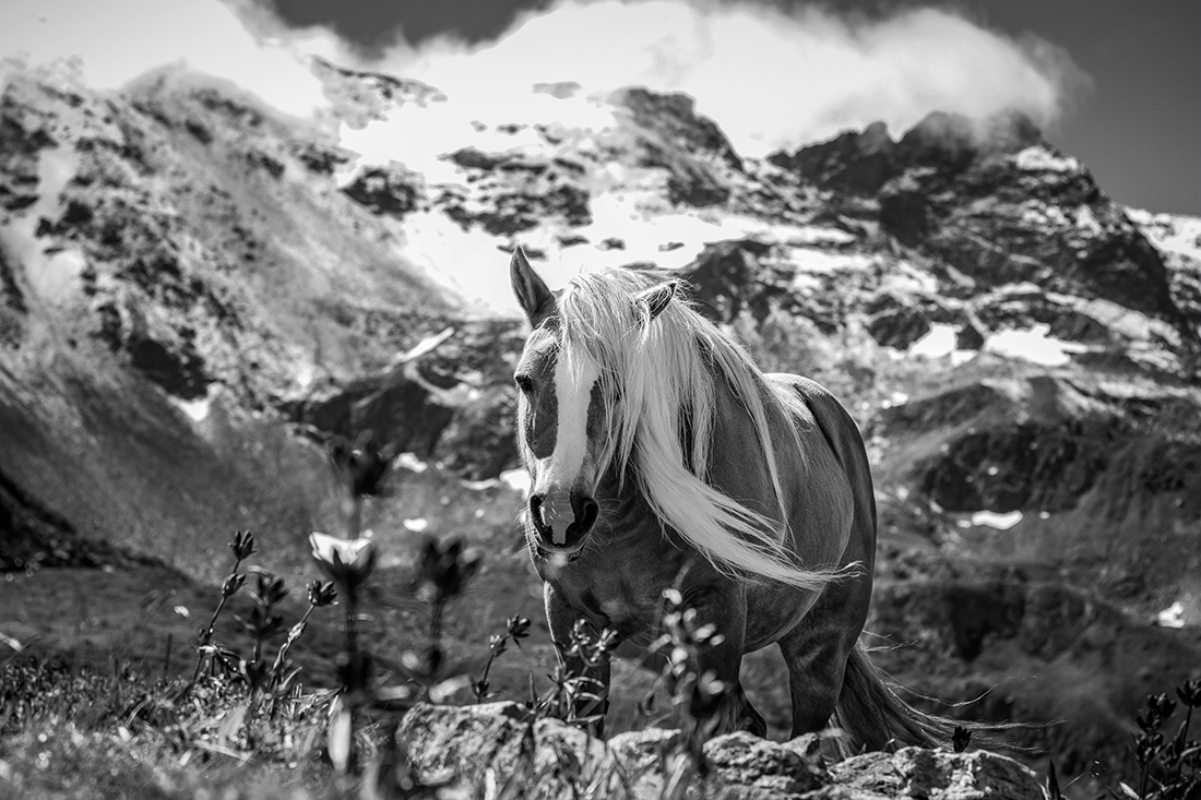 Mountain Horses