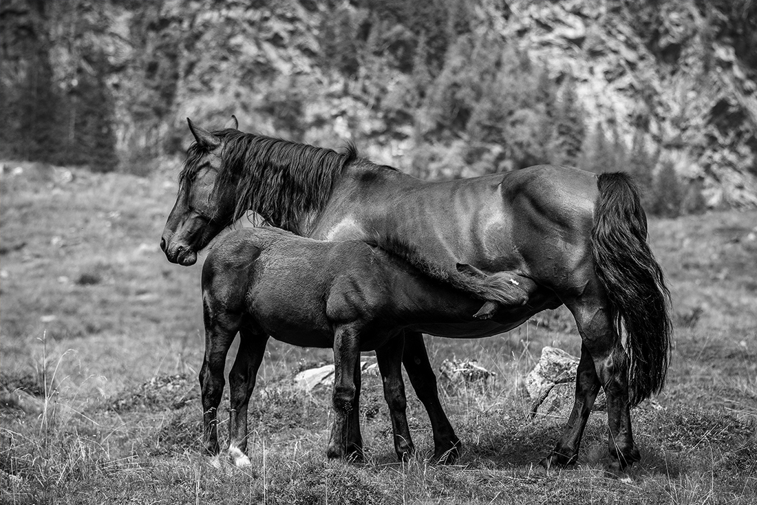 Mountain Horses
