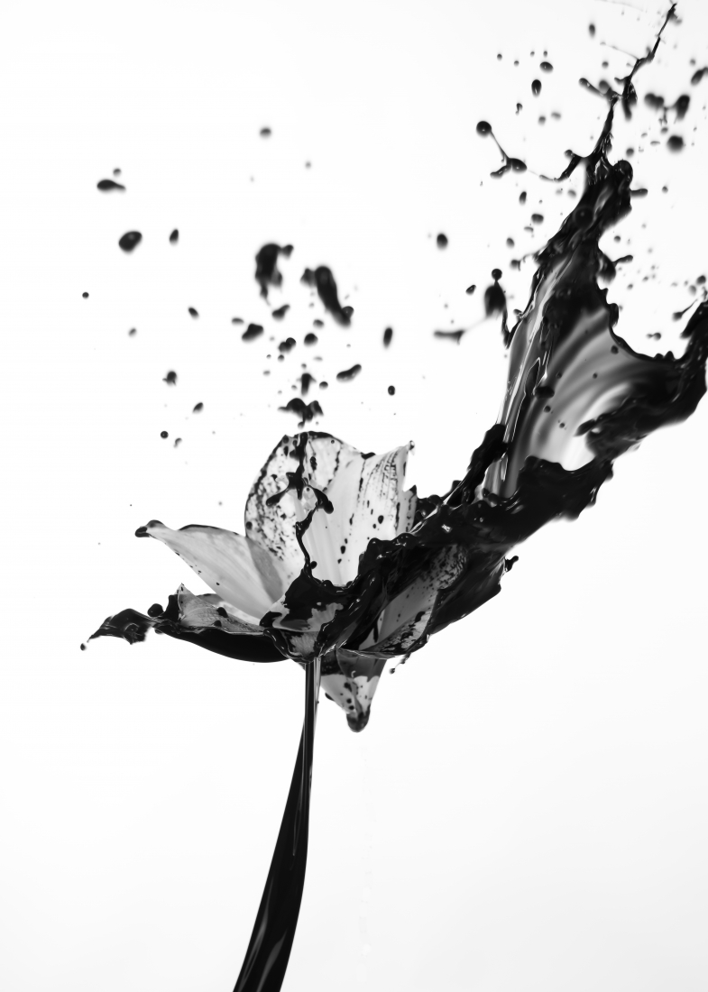 black lily