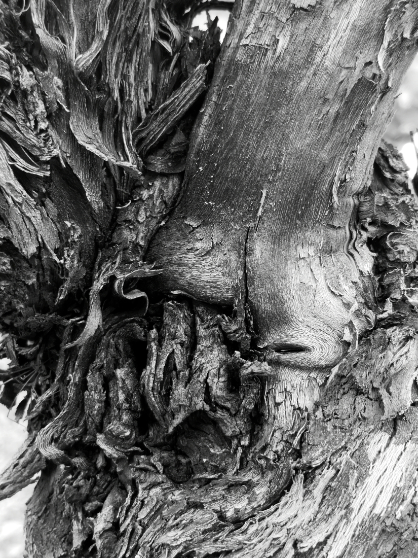 Old Vines