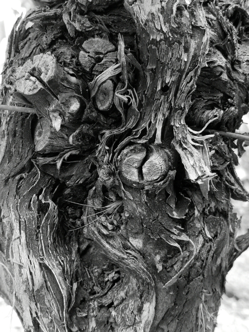 Old Vines