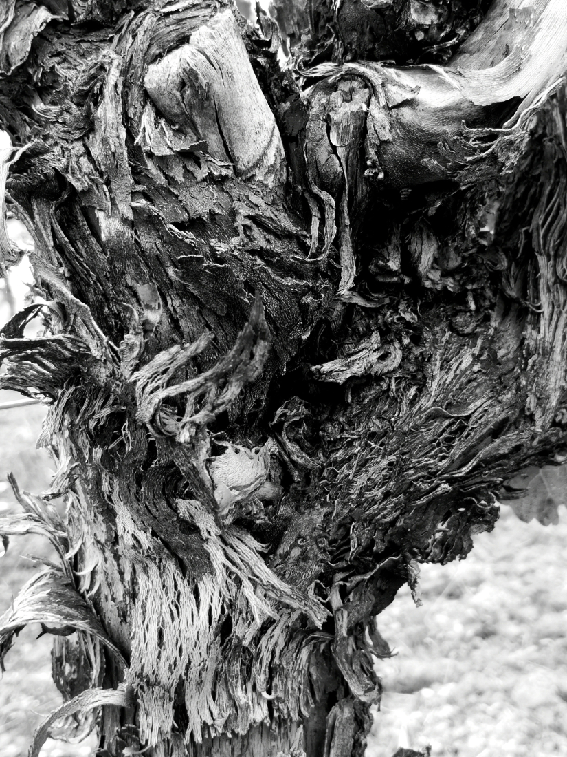 Old Vines