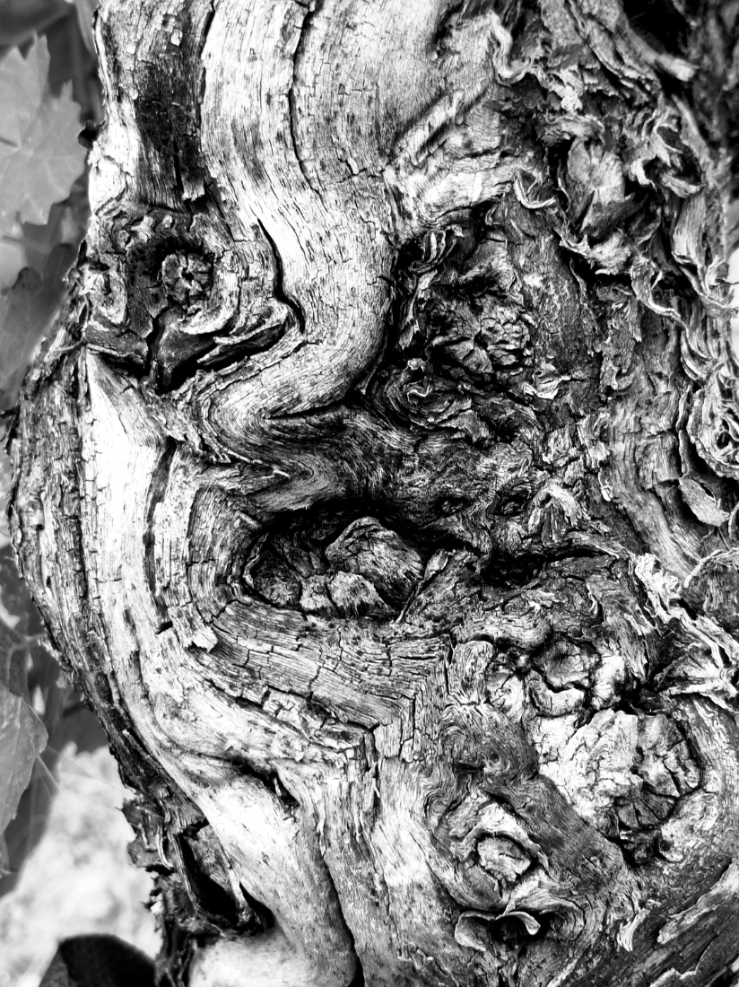 Old Vines