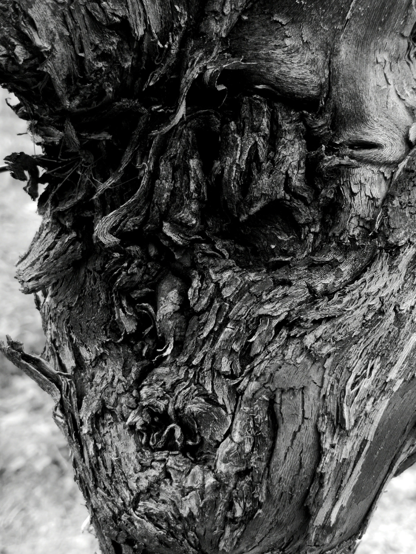 Old Vines