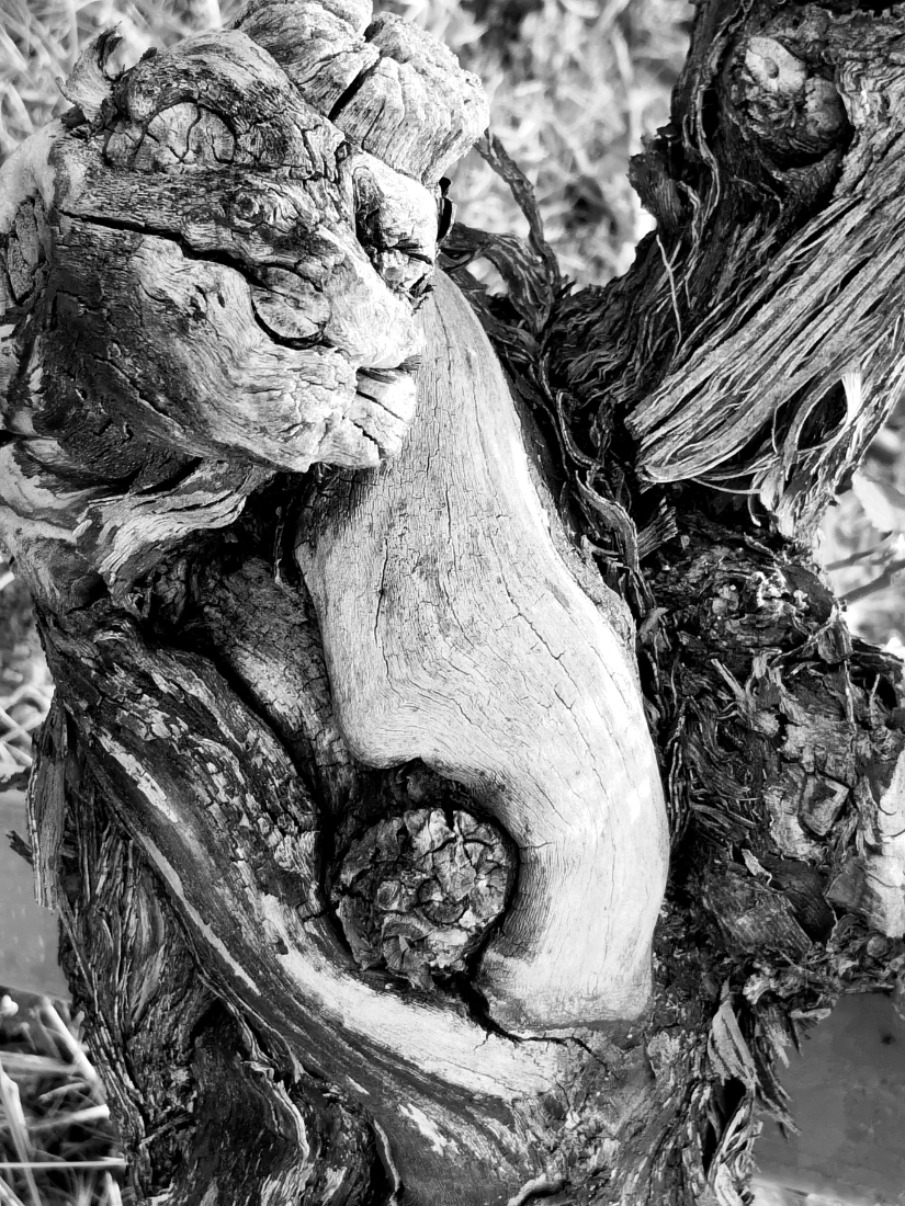 Old Vines
