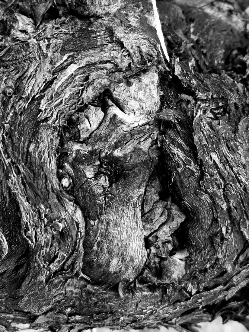 Old Vines