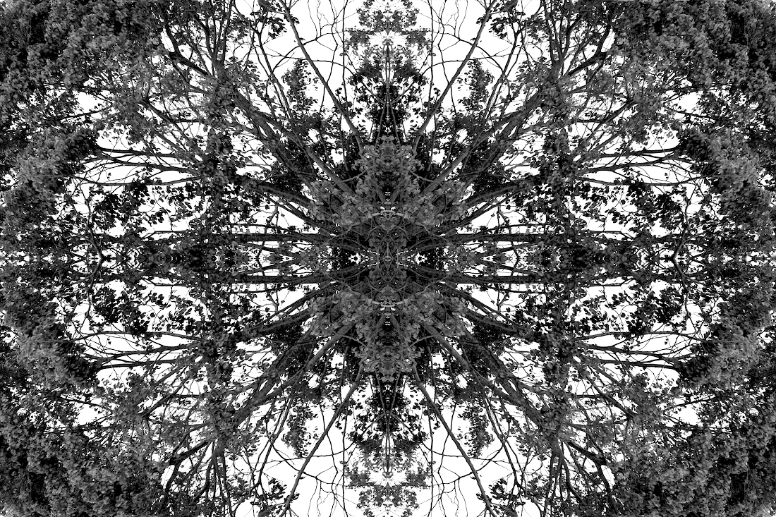 Monochrome Botaniscopes
