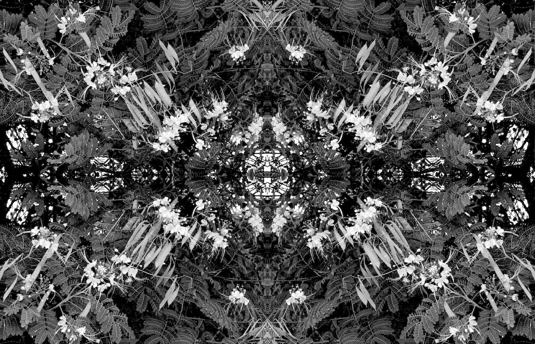 Monochrome Botaniscopes