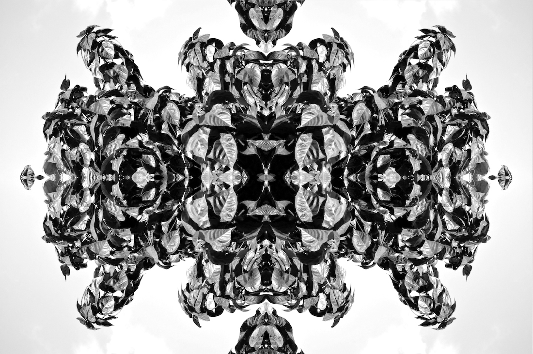 Monochrome Botaniscopes