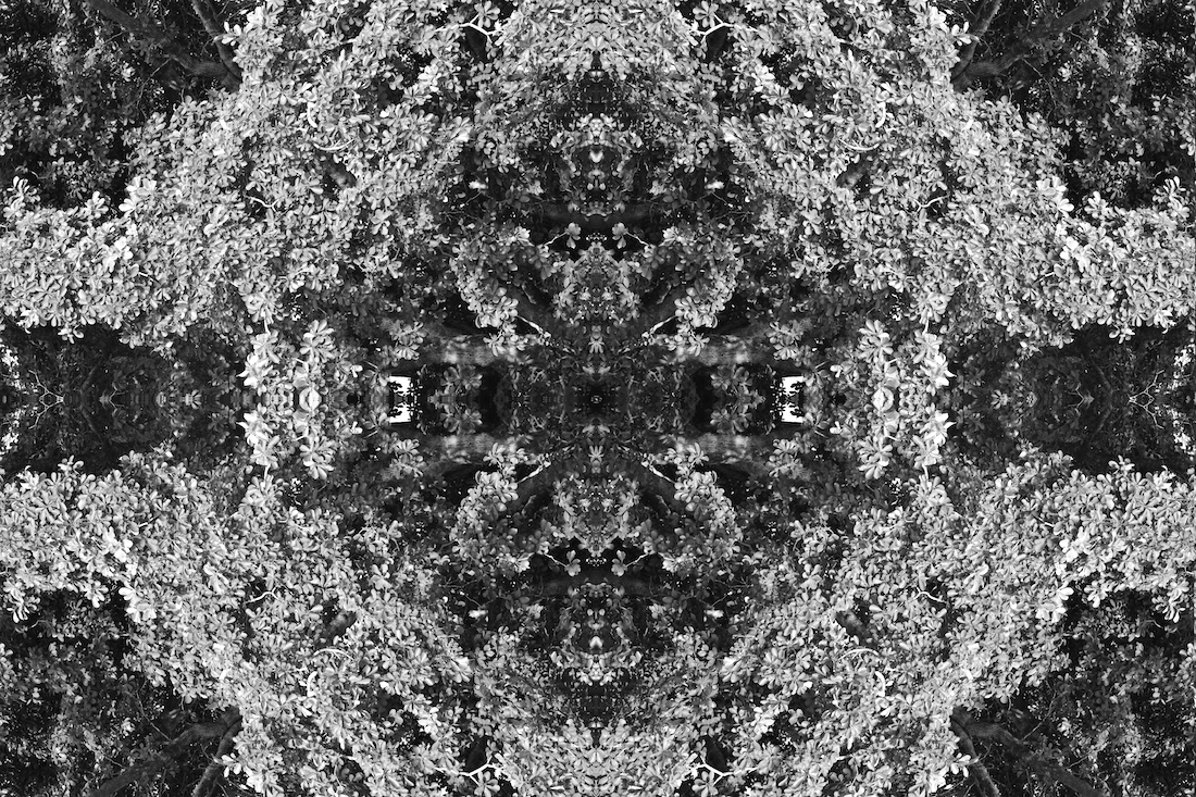 Monochrome Botaniscopes