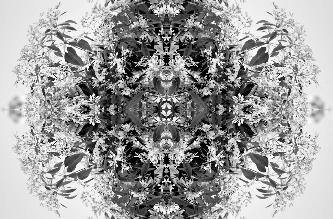 Monochrome Botaniscopes