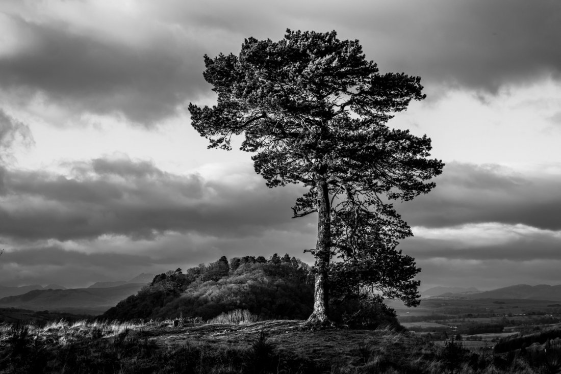 Scots Pine