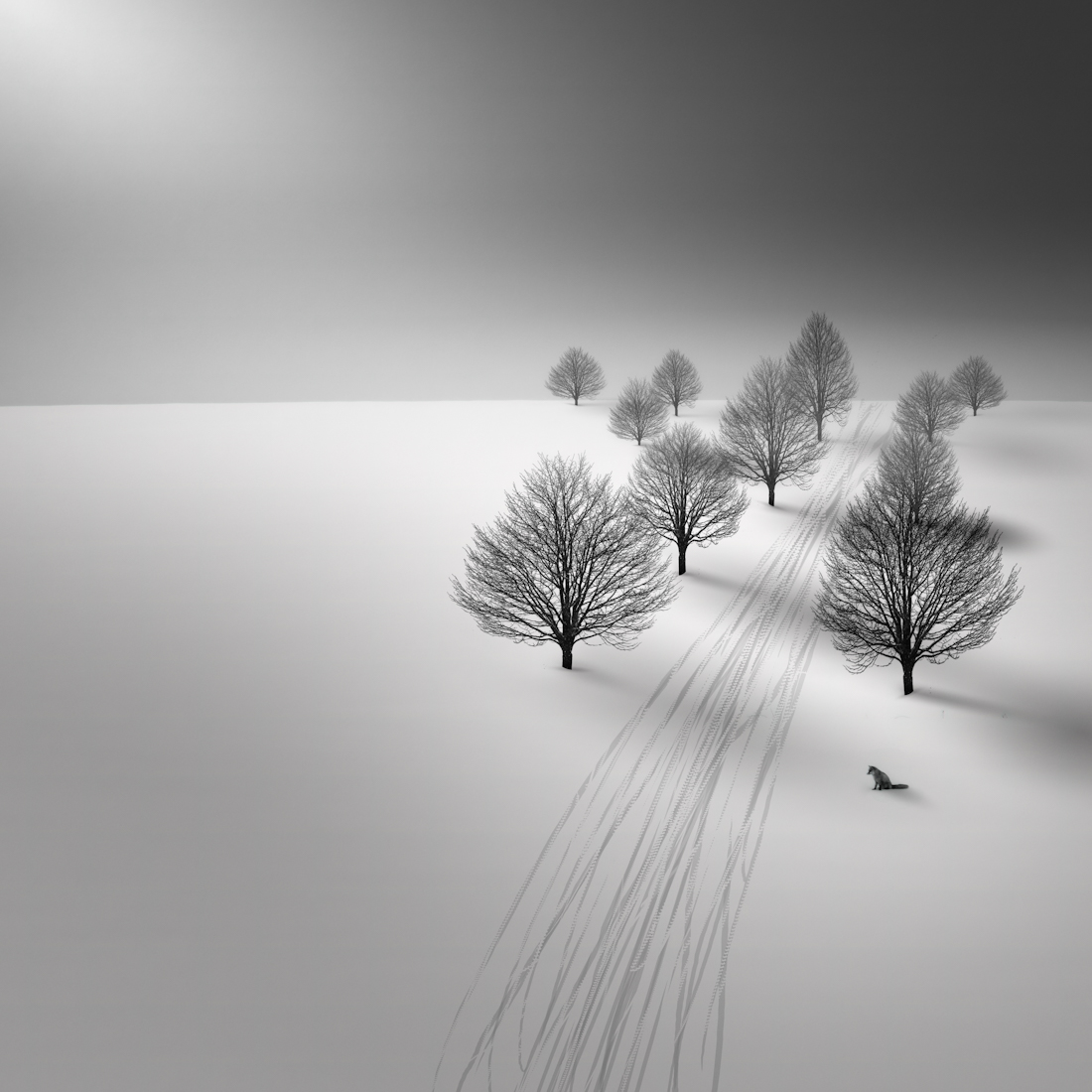 Fox & Tree