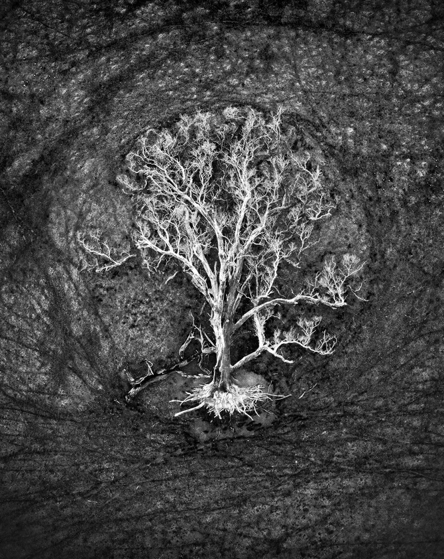 Tree of Life