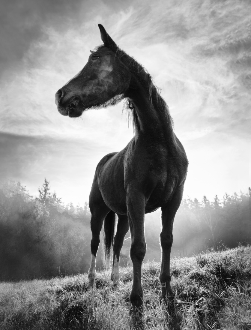 Backlight horse