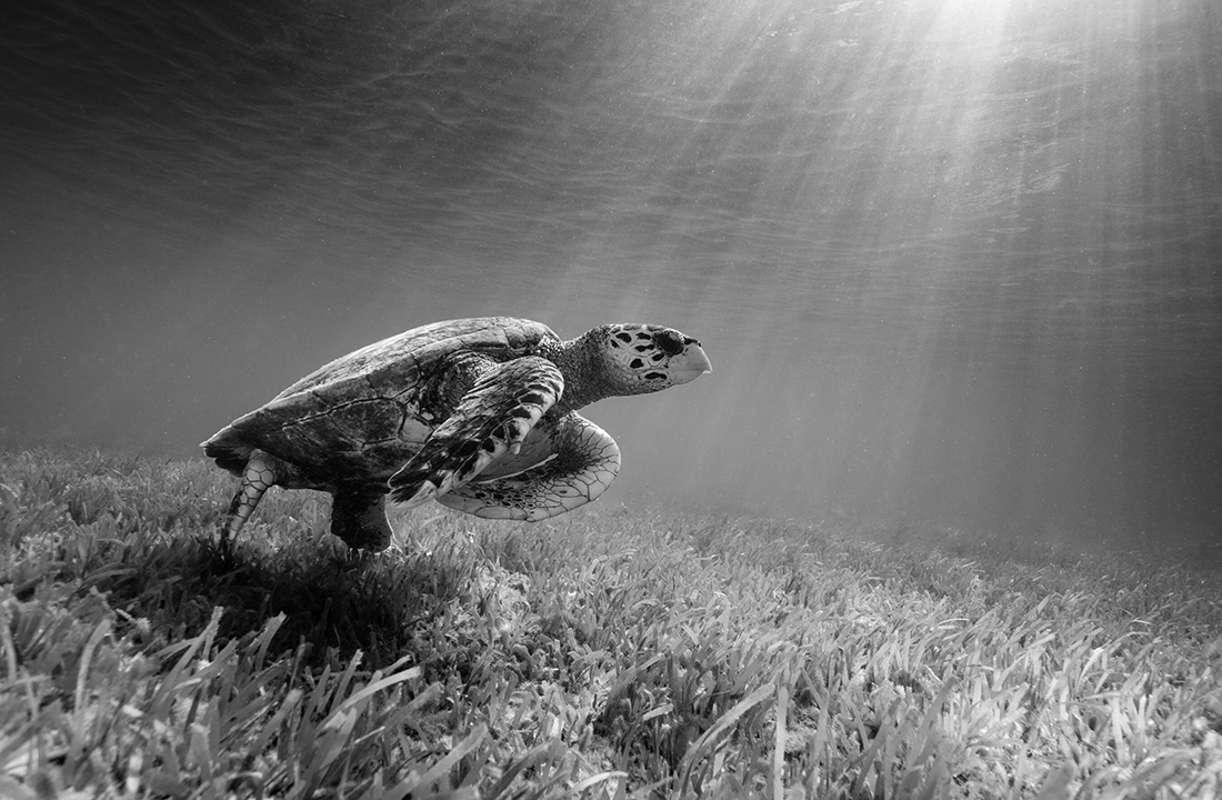 Hawksbill over Sea Grass