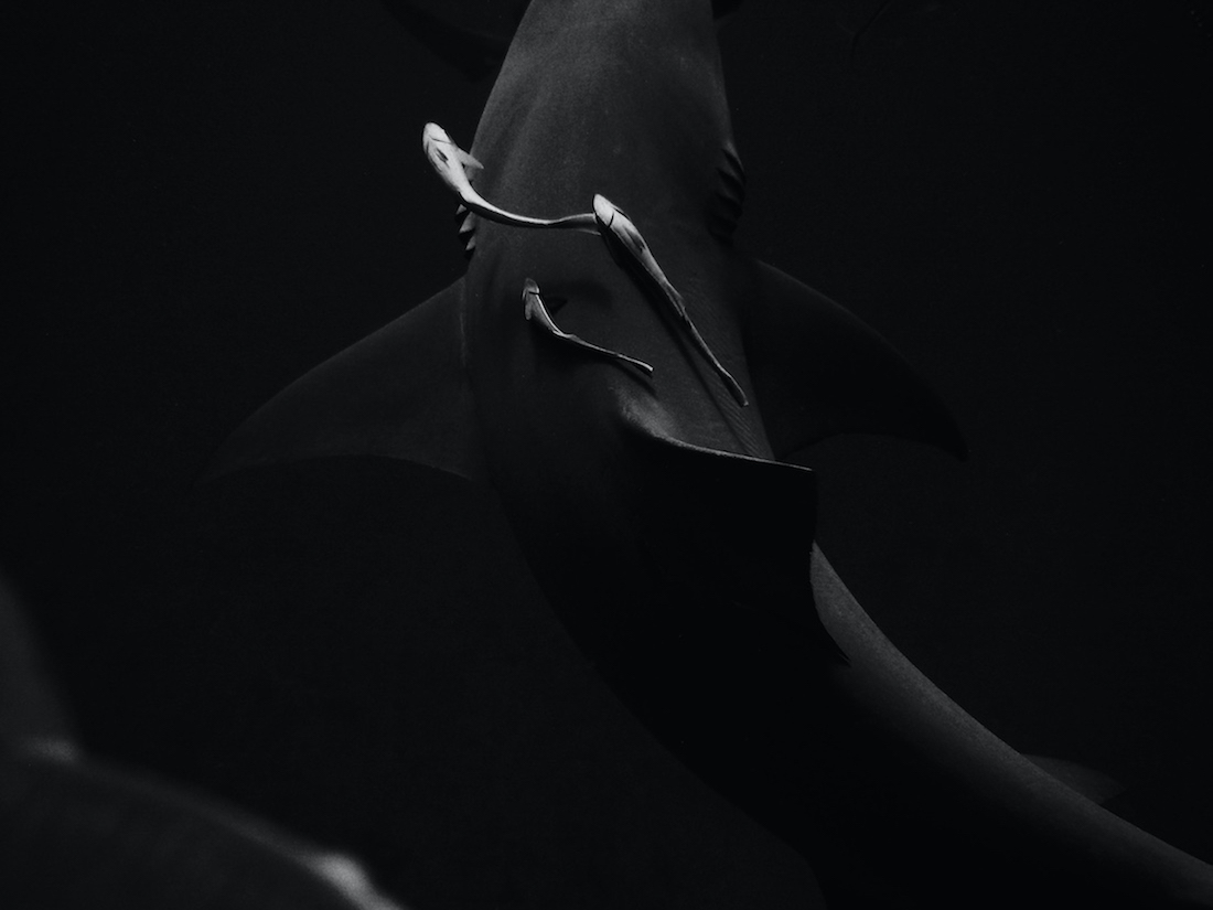 A Symbiotic Relationship