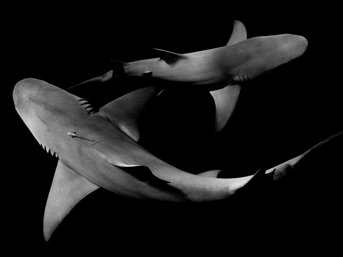 Lemon Shark Yin and Yang