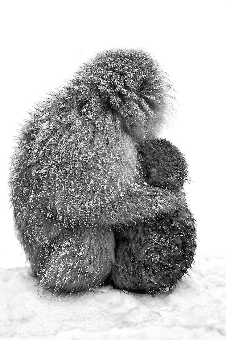 A Mothers Love