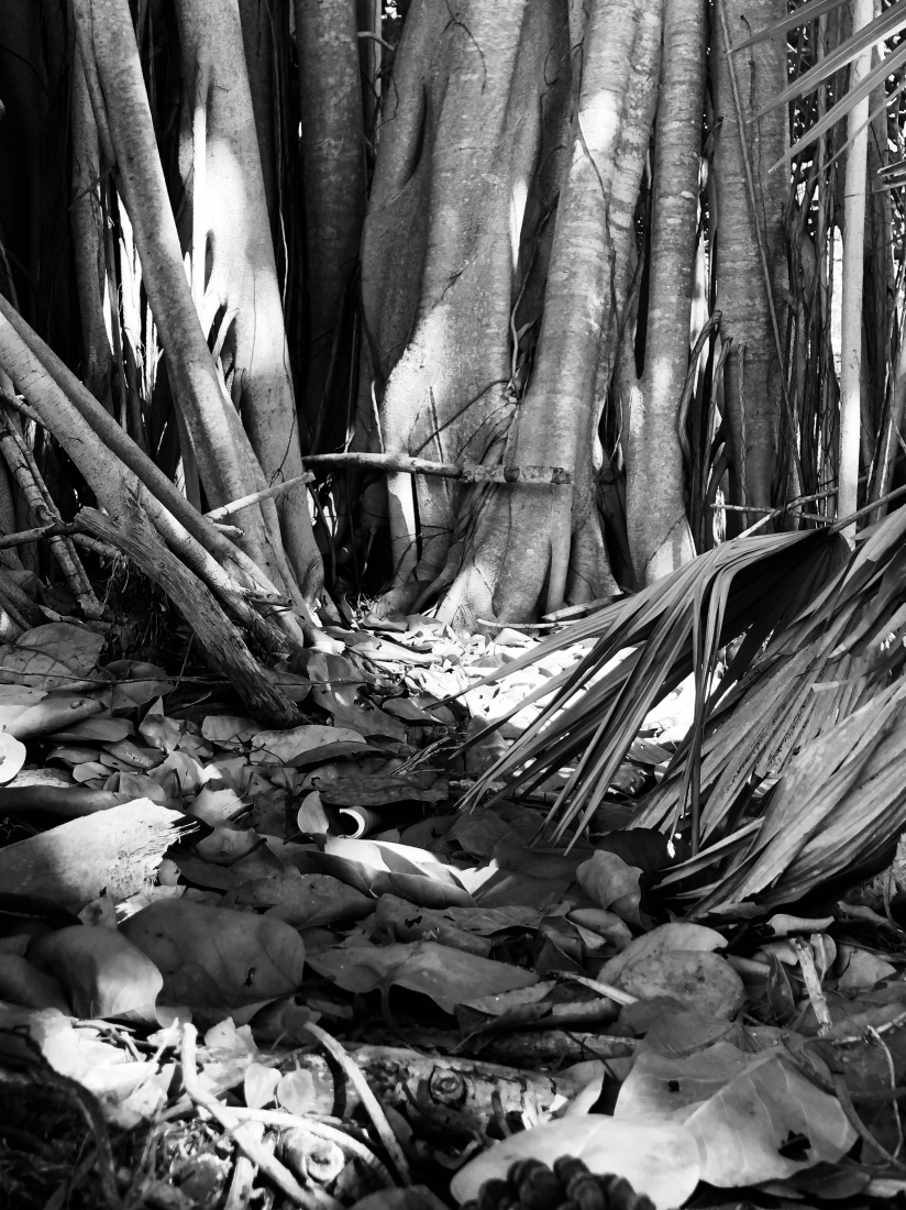 Into the Woods