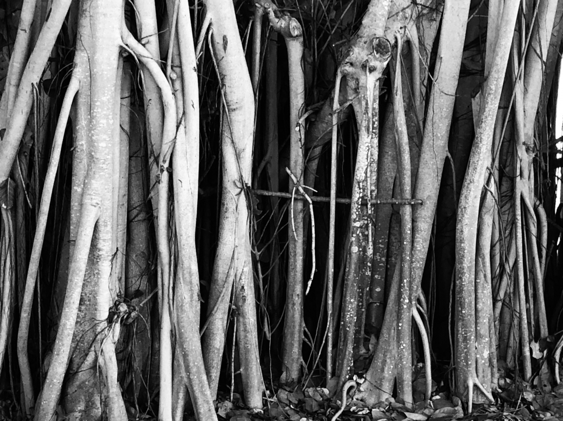 Into the Woods