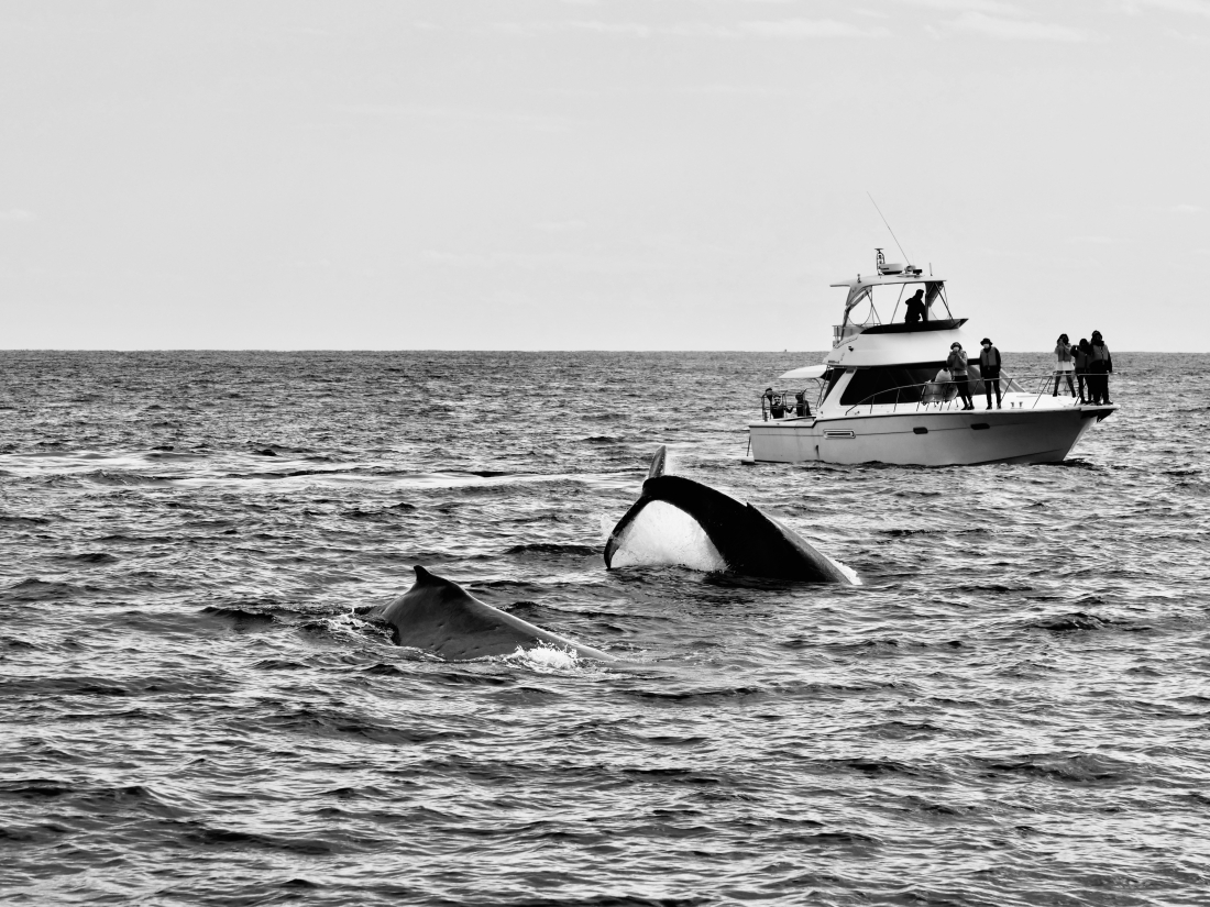 Whale encounter