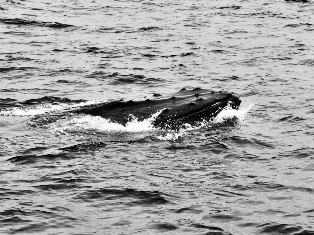 Whale encounter